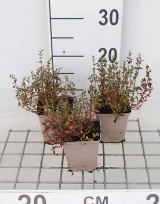 Thymus vulgaris