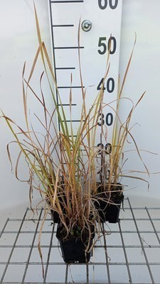 Typha angustifolia