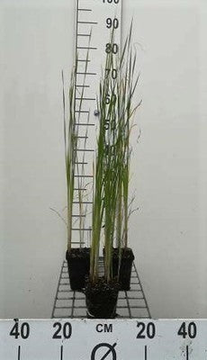 Typha laxmannii