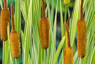 Typha lat. 'Variegata'