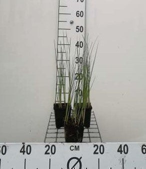 Typha minima