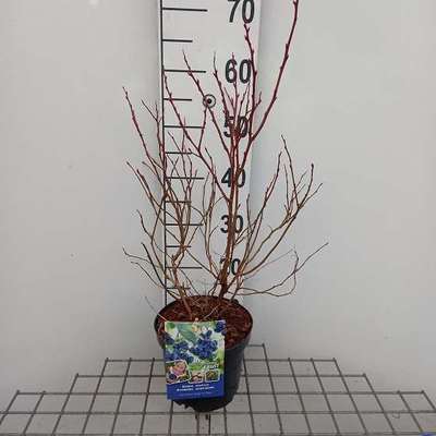 Vaccinium cor. 'Brigitta Blue'