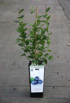 Vaccinium cor. 'Bluegold'