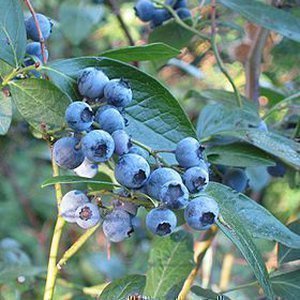 Vaccinium cor. 'Bluecrop'