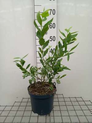 Vaccinium cor. 'Goldtraube 23'