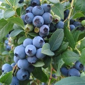 Vaccinium cor. 'Goldtraube 71'