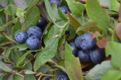 Vaccinium cor. 'Jersey'