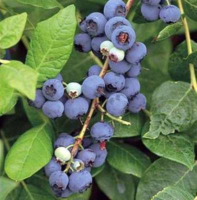 Vaccinium cor. 'Northland'