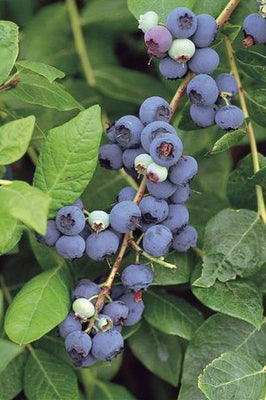 Vaccinium corymbosum