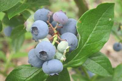 Vaccinium cor. 'Patriot'