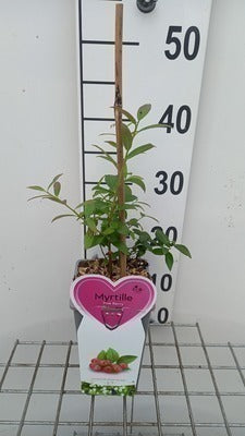 Vaccinium cor. 'Pink Berry'®