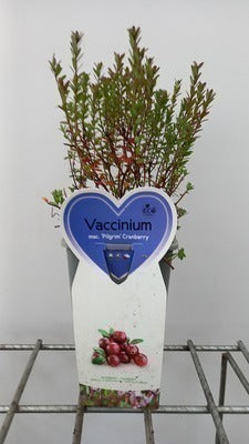 Vaccinium macrocarpon (=cranberry)