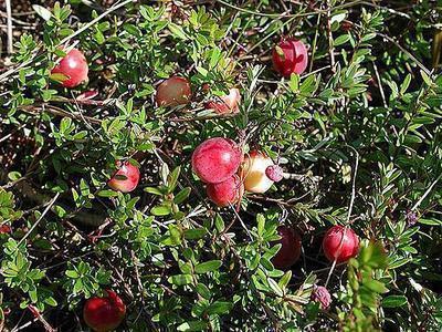 Vaccinium macr. 'Early Black'
