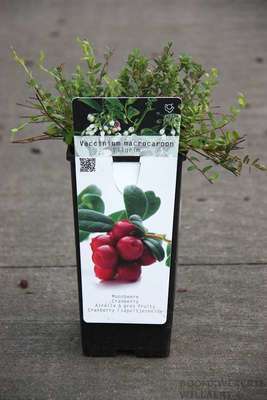 Vaccinium macr. 'Pilgrim'