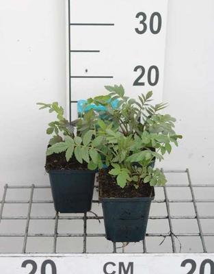 Valeriana officinalis