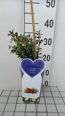 Vaccinium vitis-idaea