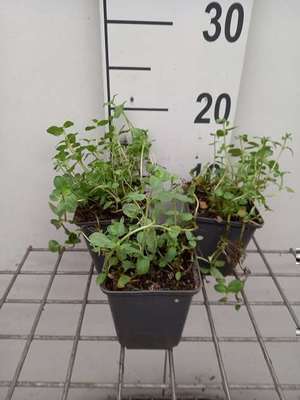Veronica beccabunga
