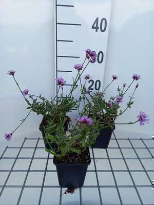 Verbena bon. 'Lollipop'®