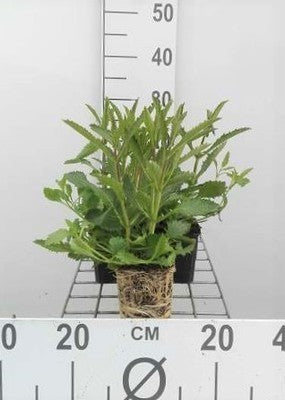 Verbena bonariensis