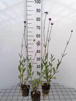 Verbena bonariensis