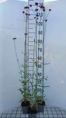 Verbena bonariensis 'Vanity'