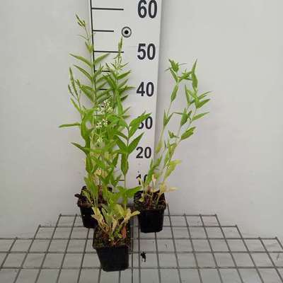 Verbena hast. 'Alba'