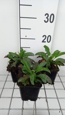 Veronica longif. 'Blauriesin'