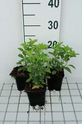 Veronica longif. 'Schneeriesin'
