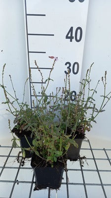 Verbena officinalis