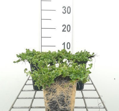 Veronica repens