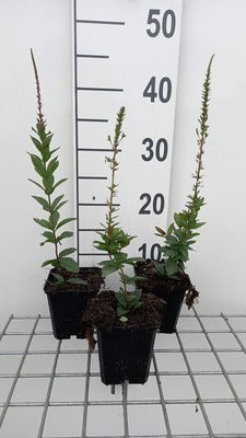 Veronicastrum virg. 'Erika'