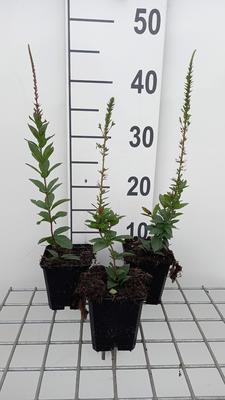 Veronicastrum virg. 'Erika'
