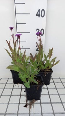 Verbena rigida (=venosa)