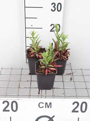 Veronica longifolia