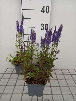 Veronica spic. 'Blauteppich'