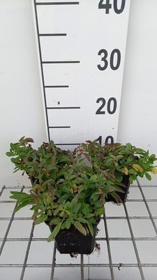 Veronica spic. 'Erika' (='rosea')