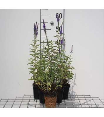 Veronica spicata