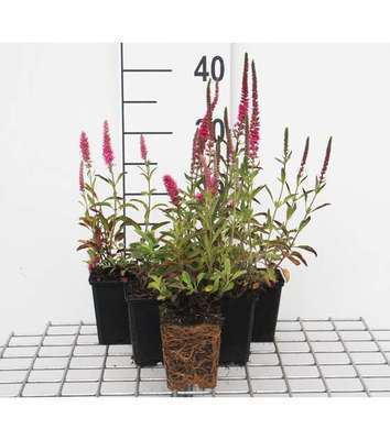 Veronica spic. 'Rotfuchs'