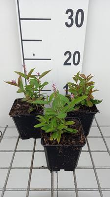 Veronicastrum virg. 'Adoration'