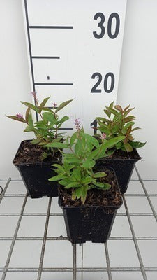 Veronicastrum virg. 'Adoration'