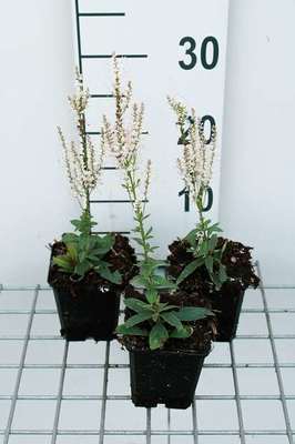 Veronicastrum virg. 'Album'