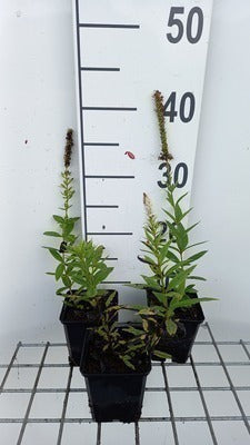 Veronicastrum virg. 'Challenger'