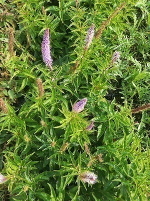 Veronicastrum virg. 'Cupid'