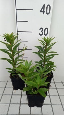 Veronicastrum virg. 'Diana'