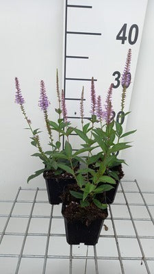 Veronicastrum virg. 'Fascination'