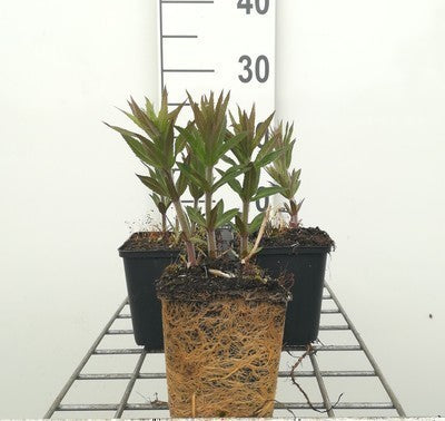 Veronicastrum virg. 'Lavendelturm'