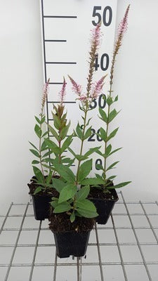 Veronicastrum virg. 'Pink Glow'