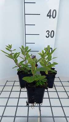 Veronicastrum virg. 'Red Arrow'