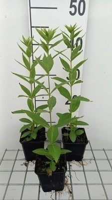 Veronicastrum virg. 'Roseum'