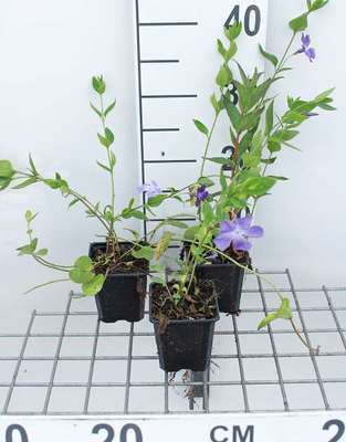 Vinca difformis (= acutiloba)